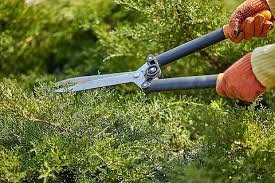 beats365 建阳城市绿化的植物品种